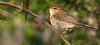 Chiffchaff