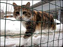 Gato em abrigo na Áustria