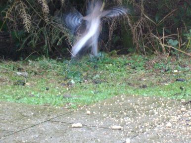 A bird in full motion