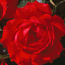 Rosa 'Crimestoppers'