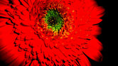 Red Flower Red Flower
