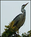 heron