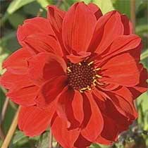 Dahlia 'Bishop of Llandaff'