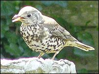 Mistle thrush