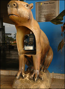 Telefon animal