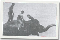 Golchi clustiau'r eliffant