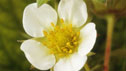 Fragaria x maxim