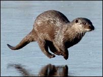Otter on ice