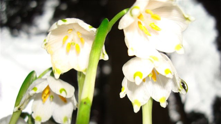 Snowdrops photographed on a walk around Chirk Castle by Carol Cresswell.
