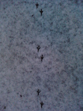 Footsteps in the snow