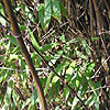 Phyllostachys nigra