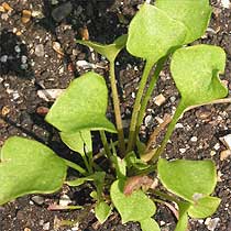 Claytonia