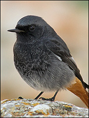 A black redstart (c) www.sparky-pt.com