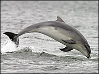 Bottle-nose dolphin (WDCS)