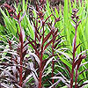 Lobelia cardinalis