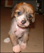 Four week old hairless Chinese crested puppy