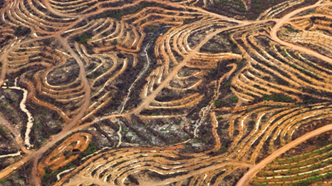 Foto de Daniel Beltrá, cortesia, The Prince’s Rainforests Project and Sony