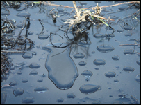 Petrol kirliliği (Arşiv)