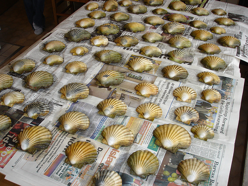 Scallops laid out, waiting for a nasty hot water surprise.