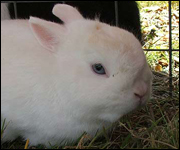 Rabbits were also on offer at the auction