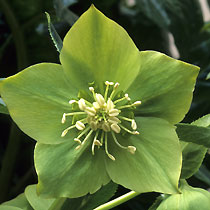 Helleborus orientalis 'Harvington Hybrids'