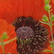 Papaver orientale