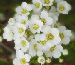 Bridal wreath, Spiraea arguta