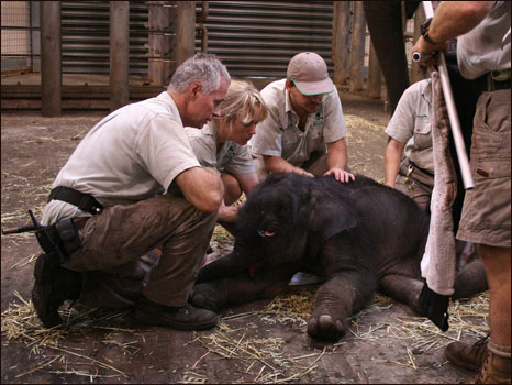 Parto de elefante na Austrália (Foto: Bobby-Jo Vial, Taronga Zoo)