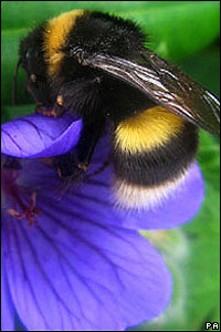 Abelha pousa em flor