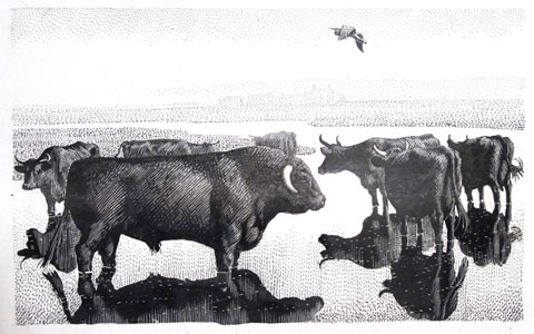 Charles Tunnicliffe's monochrome illustration of Welsh black cattle at Bont Farm