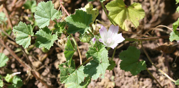 Mallow