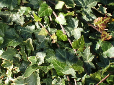 Green ivy