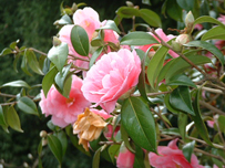 Capturing the colour at Trelissick