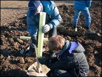 Staking out the young trees at Beighton