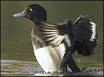 Tufted Duck: Pic Ben Hall