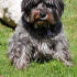Olga.The dog who gave Dennis the Menace's dog, Gnasher a run for his money.