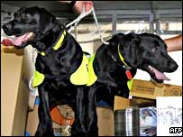 Os cães farejadores Lucky e Flo