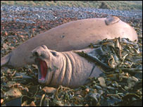 Elefante-Marinho (foto SMRU)