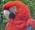 Macaw