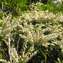 Pieris japonica