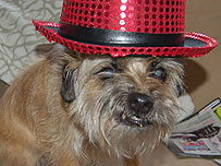 Ludo in a hat