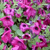 Petunia 'Purple Wave'