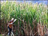 Plantação de cana de açúcar