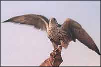 تصوير يک شاهين