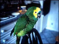 Papoušek (ilustrační foto)