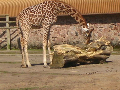 Giraffe
