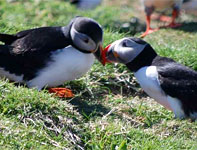 Puffins
