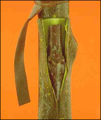  دنيالګيوپيوندول