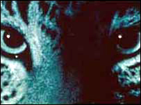 Big cat's eyes