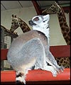 Lemur sits on the railing in the giraffe house